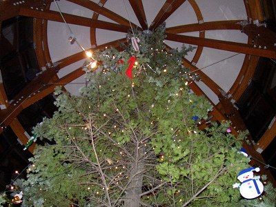 10m松ノ木のクリスマスツリー
