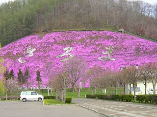 佐呂間町の総合公園裏手にある芝桜も見事！