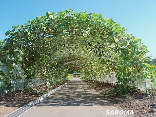 道の駅サロマ湖の農園でもカボチャやジャガイモも収穫を迎えます。