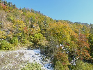 紅葉のピークに雪が